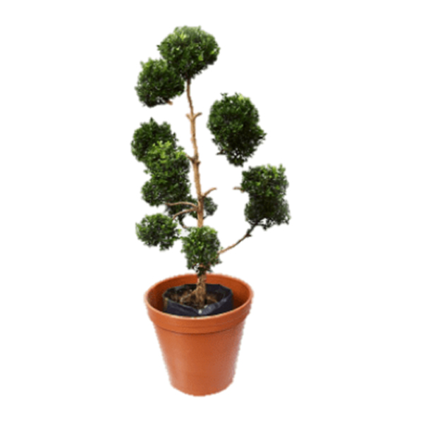 MACETA CON ARRAYANES