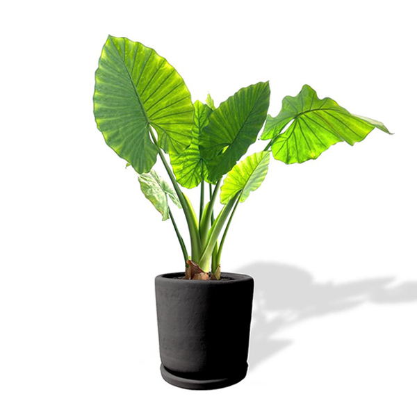 MACETA HOJA ELEGANTE