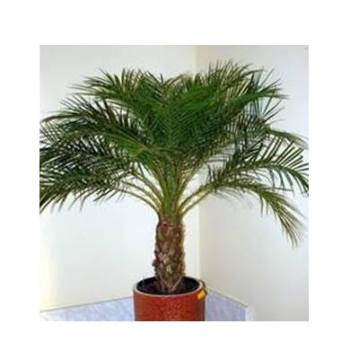 [AC_DEC_19] MACETA DE PALMERA